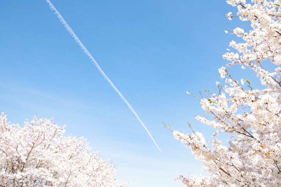 桜吹雪舞う中でお花見＠百間川せせらぎ広場（岡山市中区）