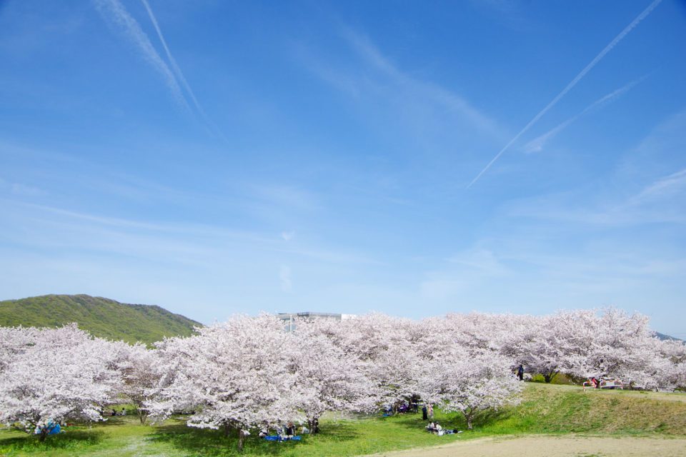 青空と龍ノ口山と桜