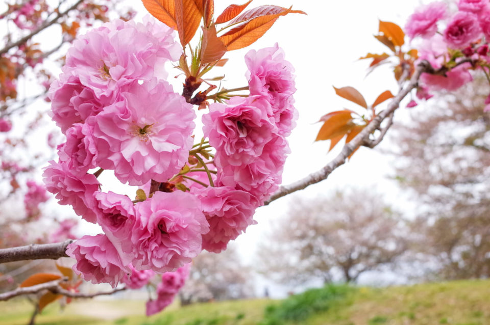 八重桜はモッフモフ