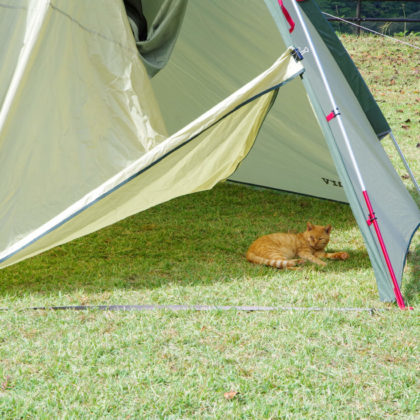 気が付いたら猫さん、乾燥中のテント内でおくつろぎ。