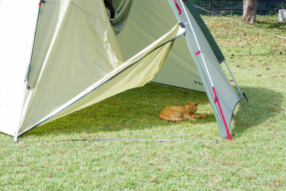 猫さん、気が付いたら乾燥中のテント内でおくつろぎ。
