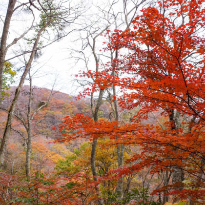 ここからはまた紅葉を楽しみながらのつづら折りの道。なかなか山頂に着きません。