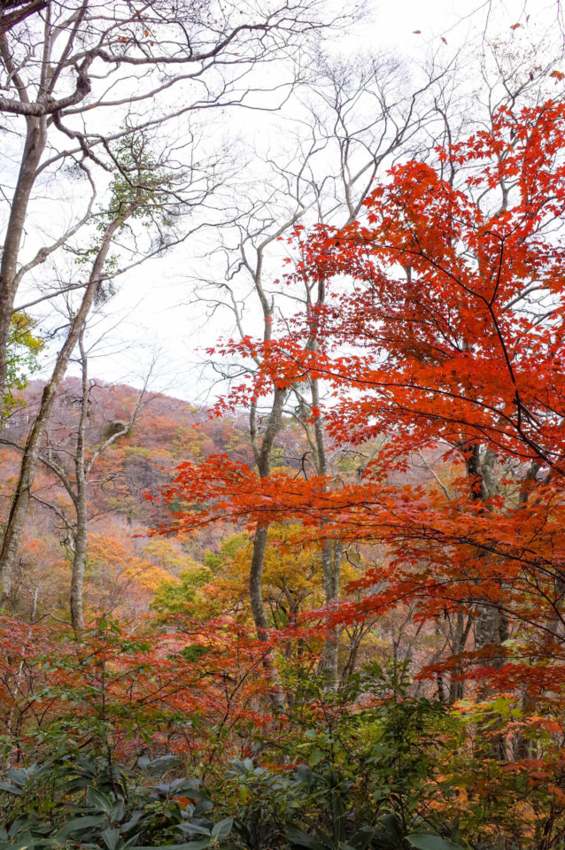 ここからはまた紅葉を楽しみながらのつづら折りの道。なかなか山頂に着きません。