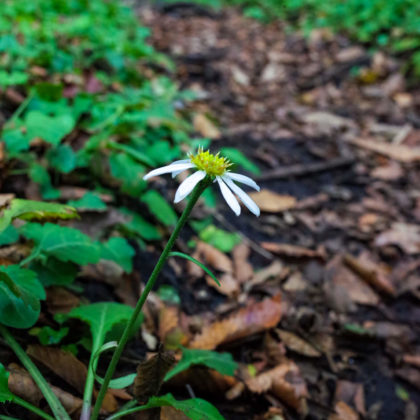 ミヤマヨメナがまだ何個か咲いていた。初夏は登山道の両脇にびっしり咲くらしい。そりゃメルヘンだわ。