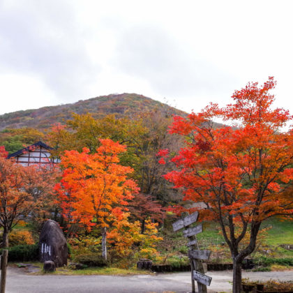登山口がある県民の森くらいの標高が一番紅葉が鮮やかだったかも。
