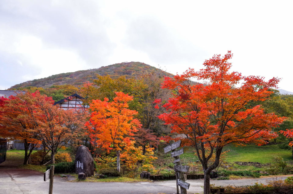 登山口がある県民の森くらいの標高が一番紅葉が鮮やかだったかも。