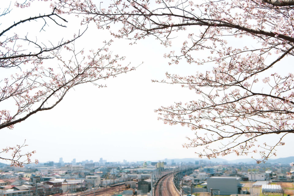 新幹線のトンネルの上でお花見（岡山市東区）