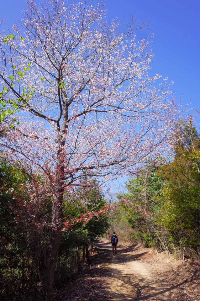 しばらくほぼ平坦な林道？作業路？を歩きます。山桜が綺麗🌸