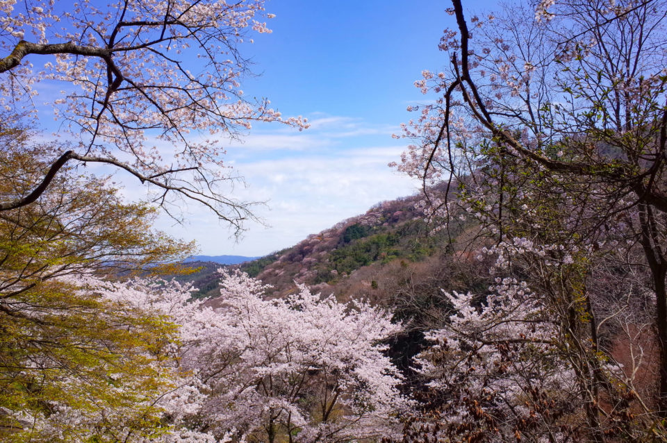 山桜とソメイヨシノのコラボ、美しい。