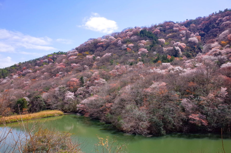 池まで下りてきたら目の前にパッチワークみたいな山桜！