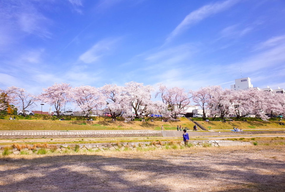 対岸の桜を見て過ごしました。