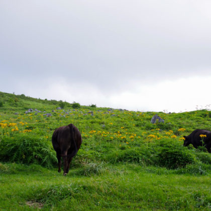 天狗高原まで上がってすぐ、牛さんがお出迎え。