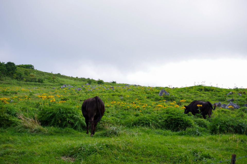 天狗高原まで上がってすぐ、牛さんがお出迎え。