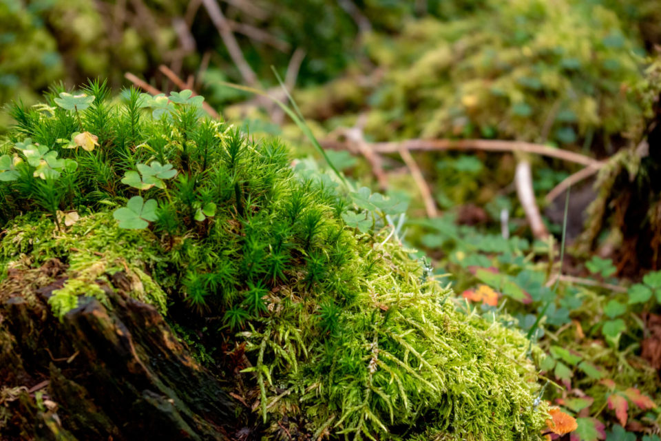 ニノ森はしっとり目な山のようで、苔がたくさん生えてました。