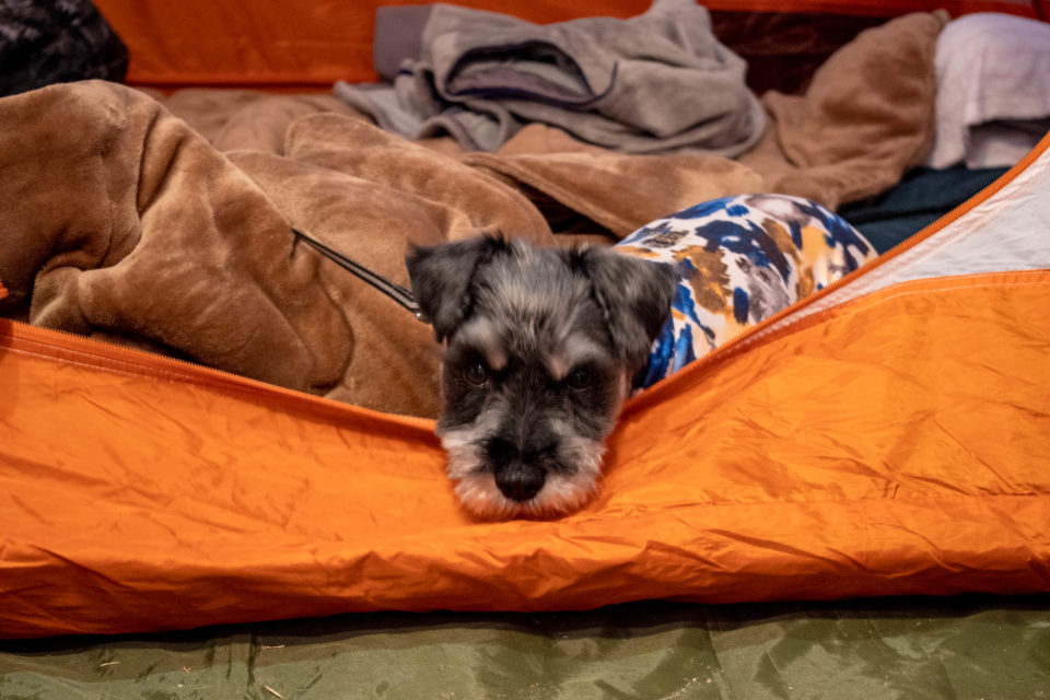 電気敷毛布でぬくぬくしている犬