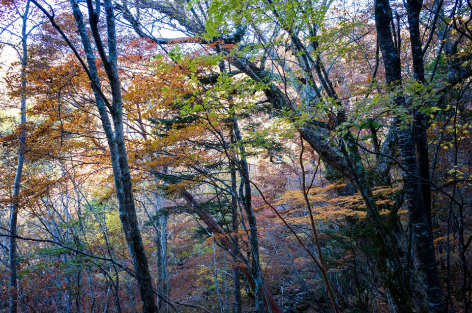 リフト乗り場までの登山道が今回一番紅葉してたかも。