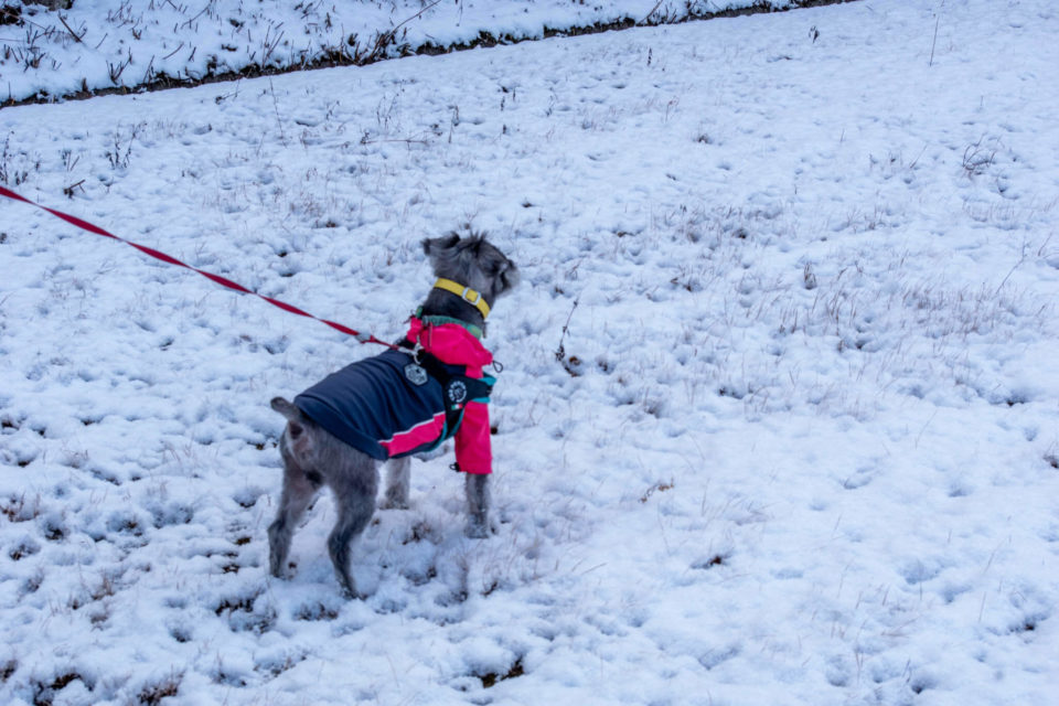 雪の上を歩くのはたぶん犬生２回目かな。雪をむしゃむしゃ食べてました😅（一応、融雪剤が撒かれてなさそうな空き地の新雪です）