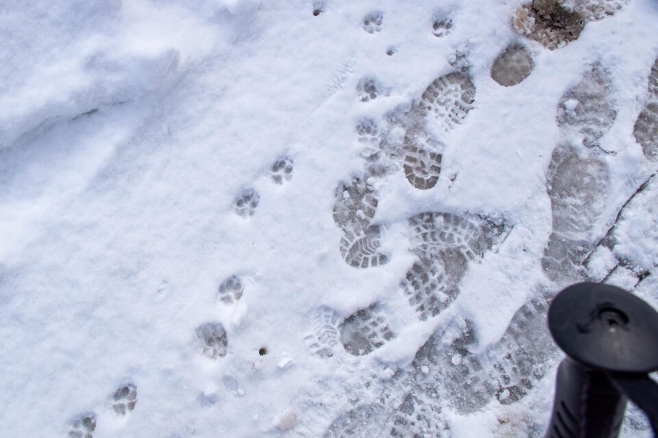 わんこの足跡かわいい。そういえば、わんこ連れの人がいました。