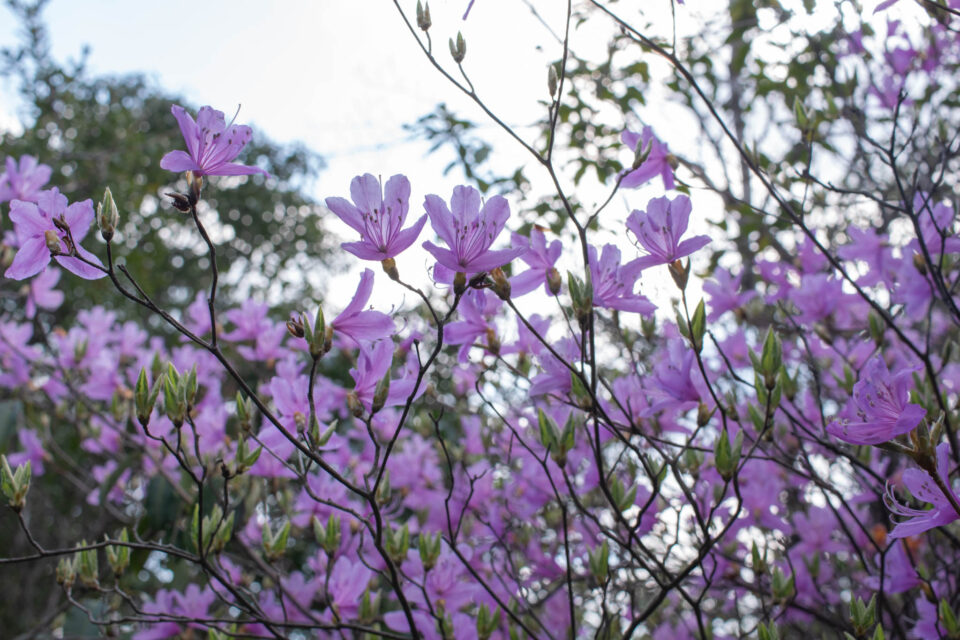 この山は鮮やかなツツジがたくさん咲いていました。