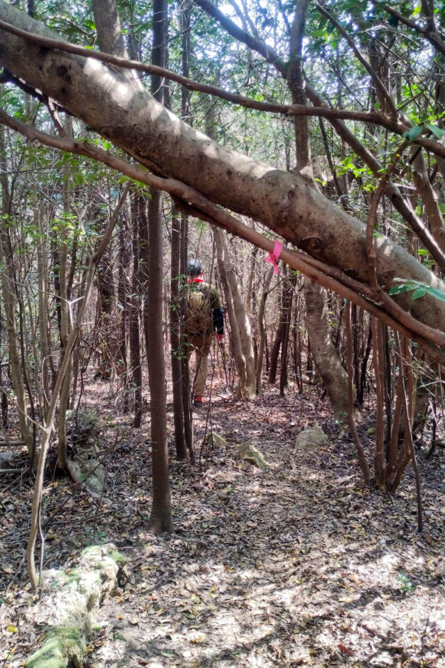 ピンクテープがなかったら絶対迷いそうなところもあり。