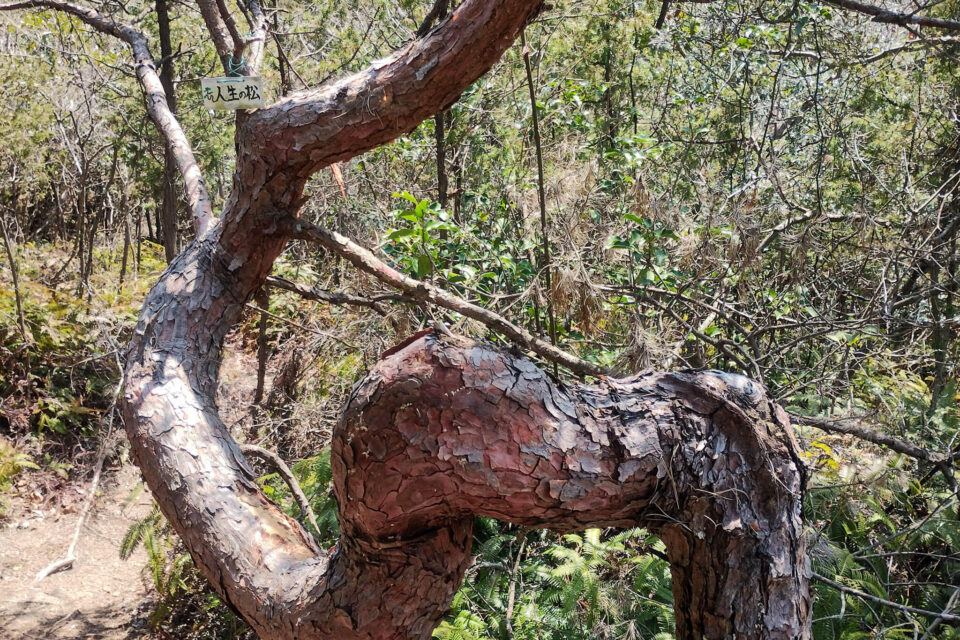 なかなか激しい人生ですな