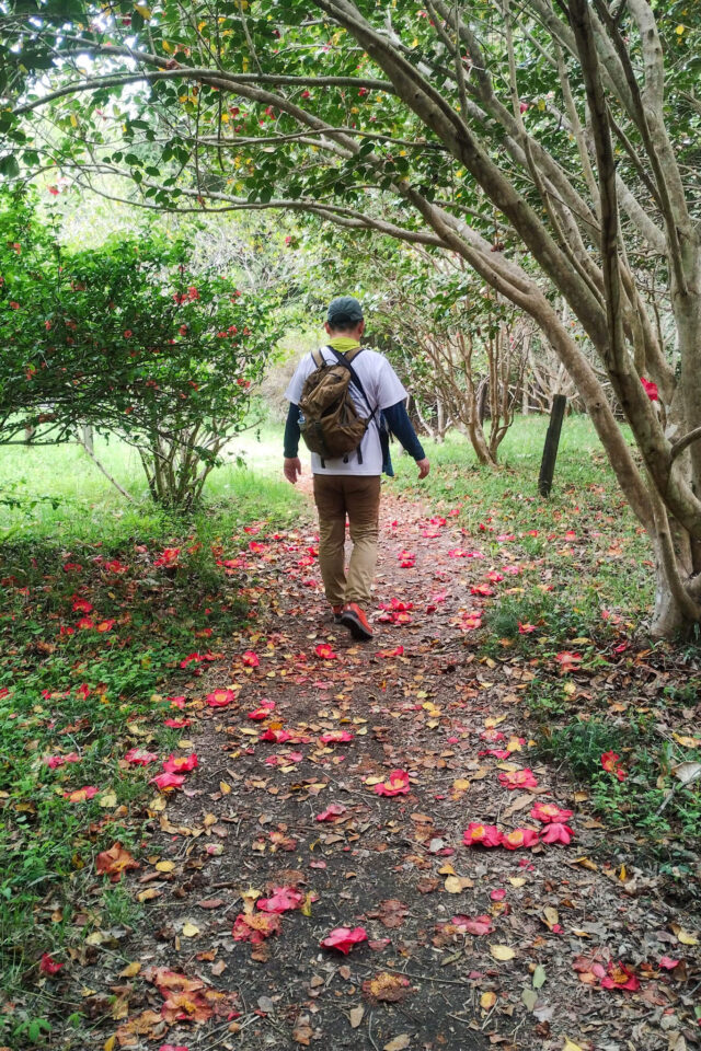 グリーンシャワーの森まで下りたらいろんな植物があって面白い。