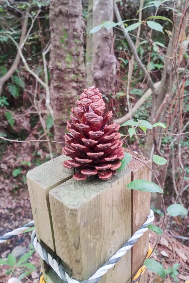 ほんと、大きな松ぼっくりだったなー