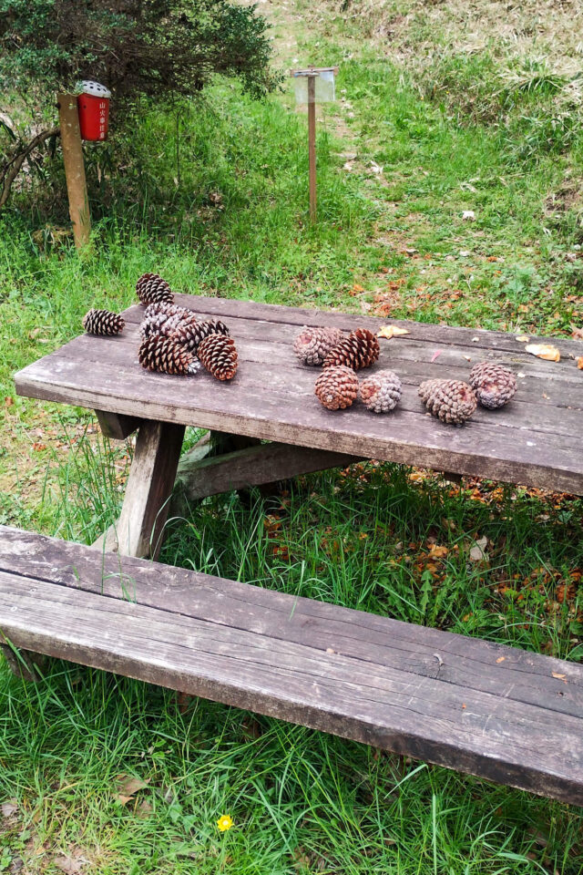 ここにもたくさん置いてあった