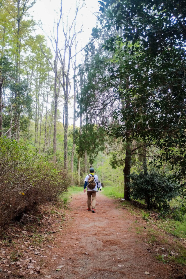 グリーンシャワーの森を抜けて、駐車場に戻ります