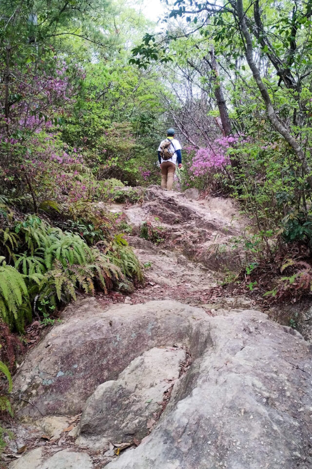 龍ノ口山はいろんなコースがあるけど、岩尾根の段原コースが一番好き。