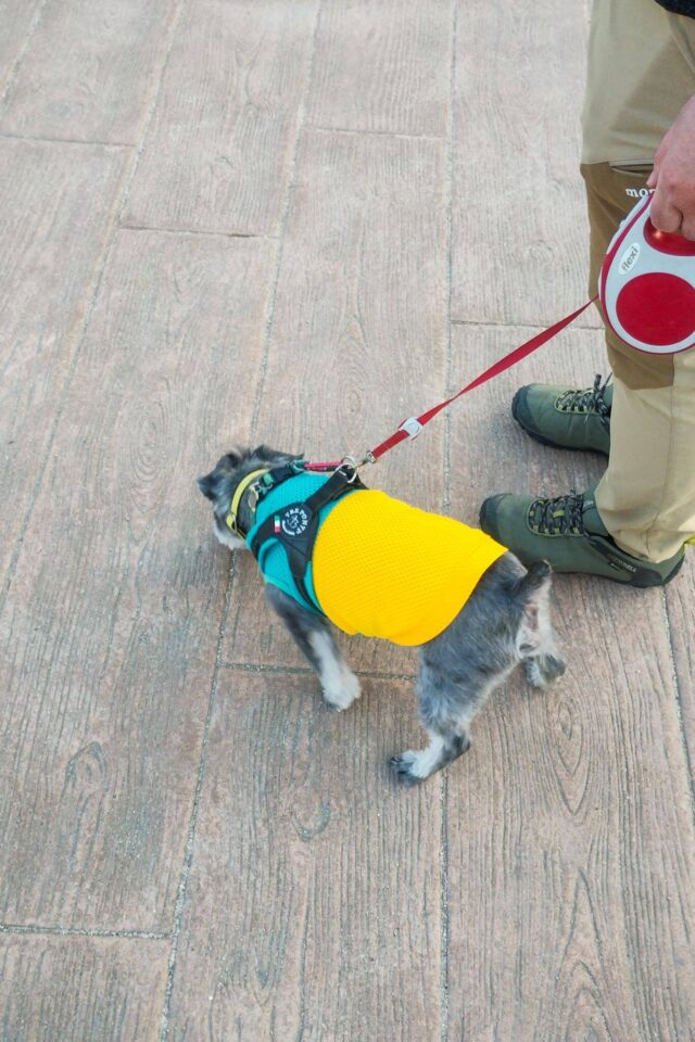 ここでちよまるの「朝んぽ」もしました。わんこがたくさんいたのでちよまる大興奮。他のわんこを見ると甲高い声で鳴きわめいて猛アピールするので、飼い主はあたふた。