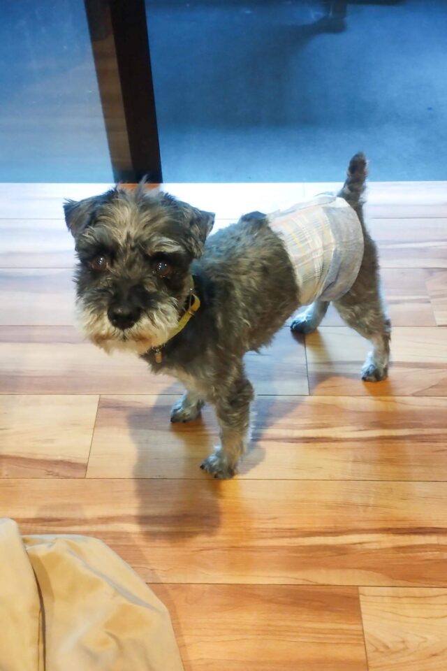 ちよまるはマーキング癖があるので、お泊りするときはオムツ野郎になります。他の子の匂いがするからなのかなかなか興奮がおさまらず、おむつしたままマーキングポーズをしまくってました。やれやれ。