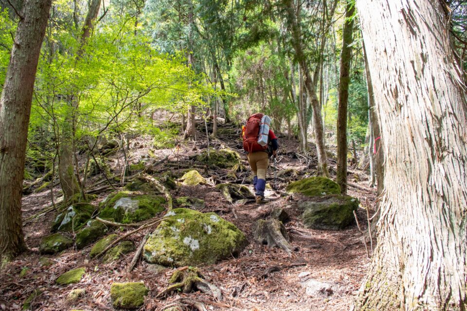 吉部ルート名物の急登が見えてきました