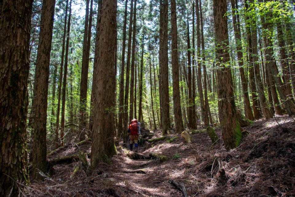 急登が終わったら、あとはゆるやかに登るだけ。