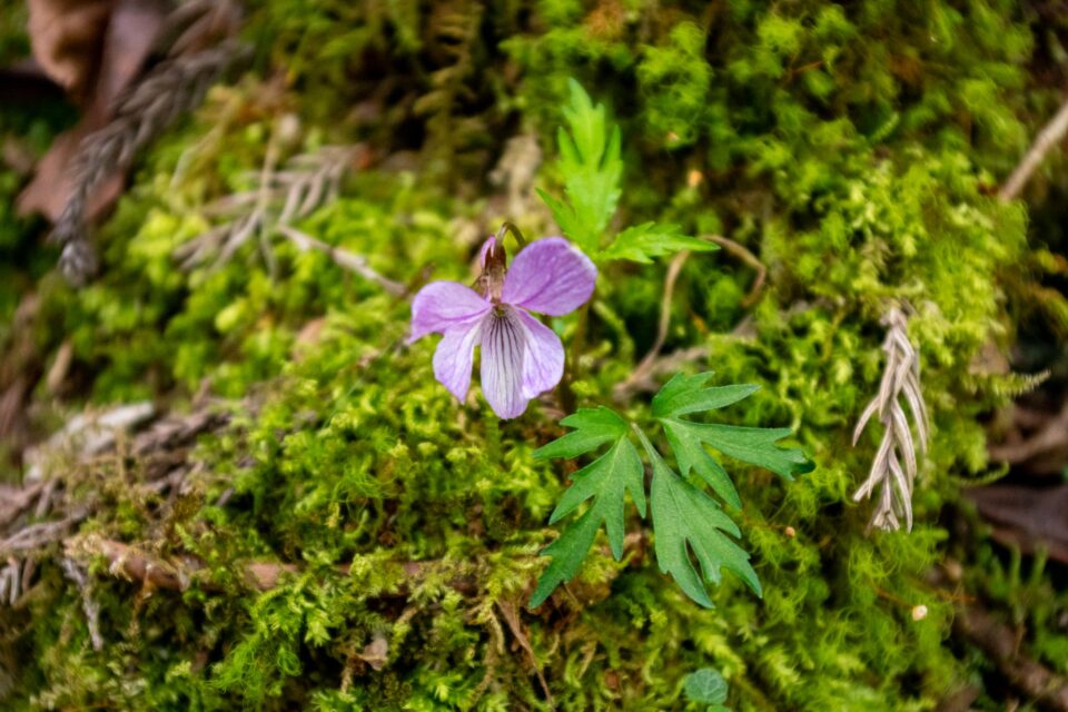 スミレの種類だと思うけど名前不明