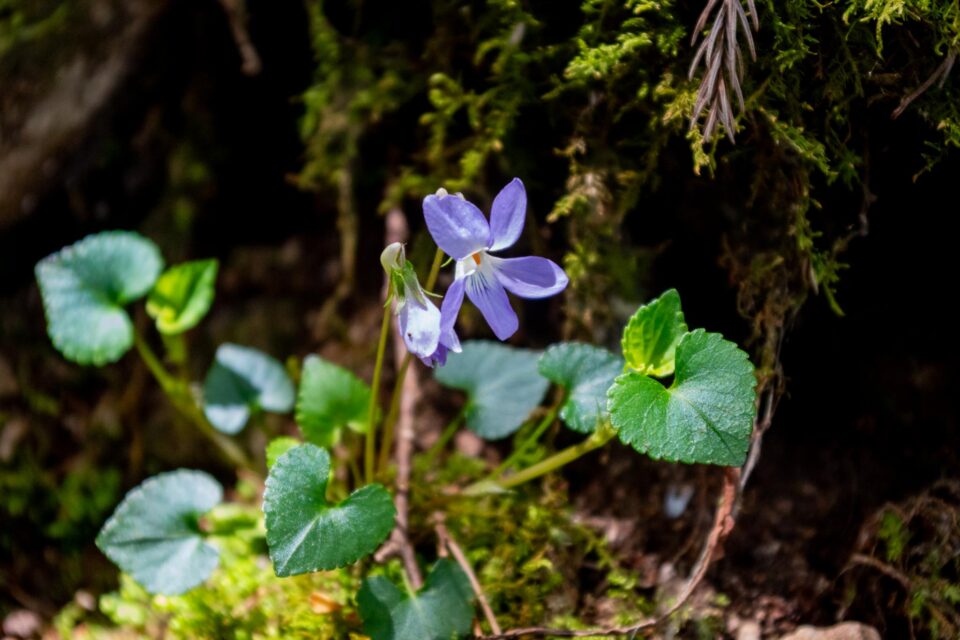 これもスミレの種類だと思うけど名前不明。スミレは種類が多すぎる。