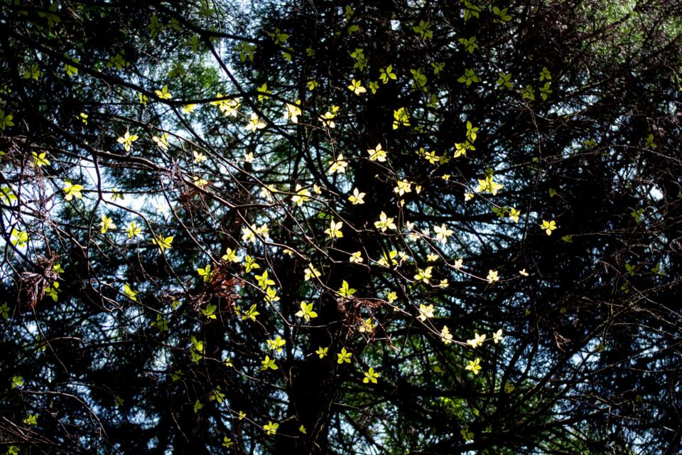 新緑がピカピカです