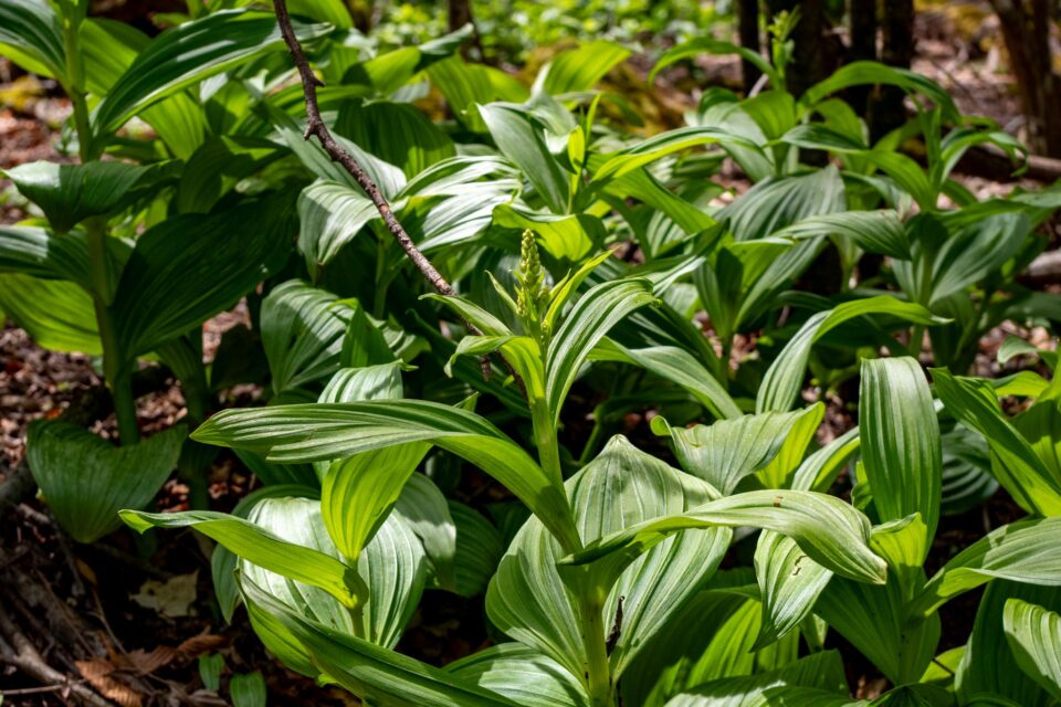 Googleレンズさんによると、バイケイソウらしい