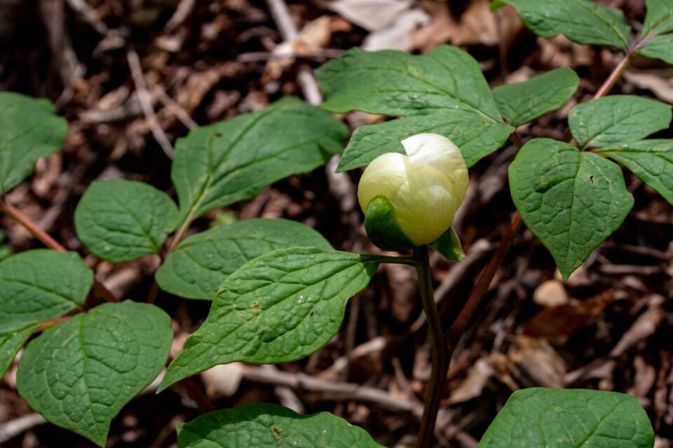 もうすぐ咲きそうな山芍薬も
