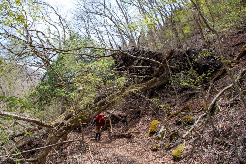 2025年に入って腰痛が酷くなって以来、こんな平坦な道でも一度腰に痛みを感じ始めると少し進むのもしんどい。