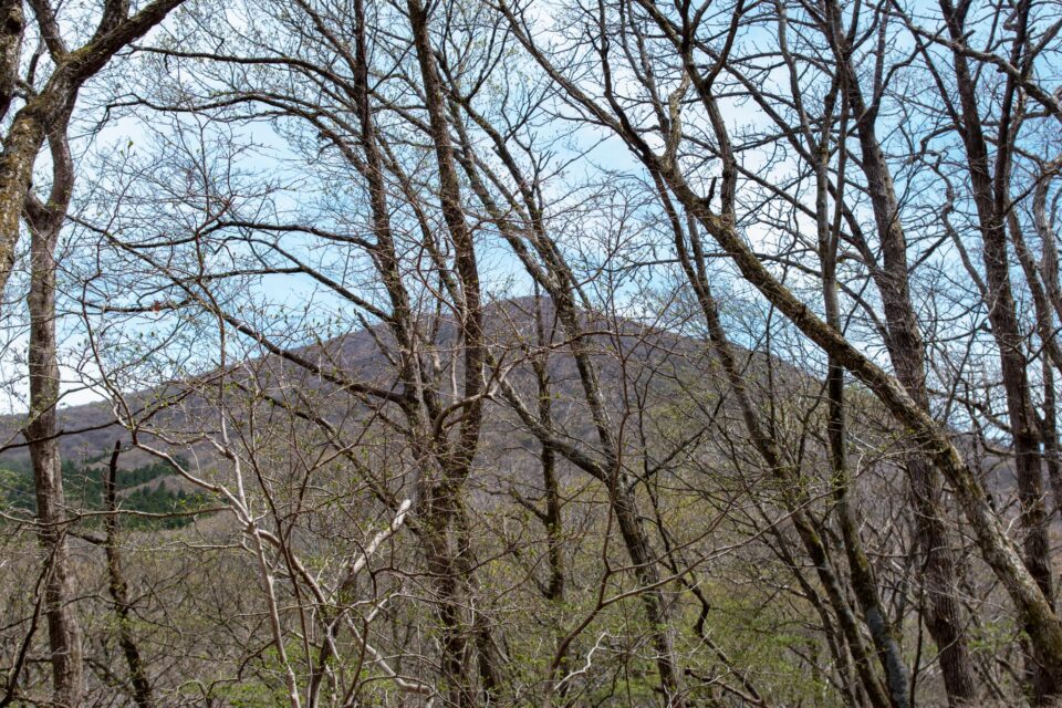 まだ葉っぱがない木々の隙間から平治岳が見えた（たぶん平治岳だと思うけど）