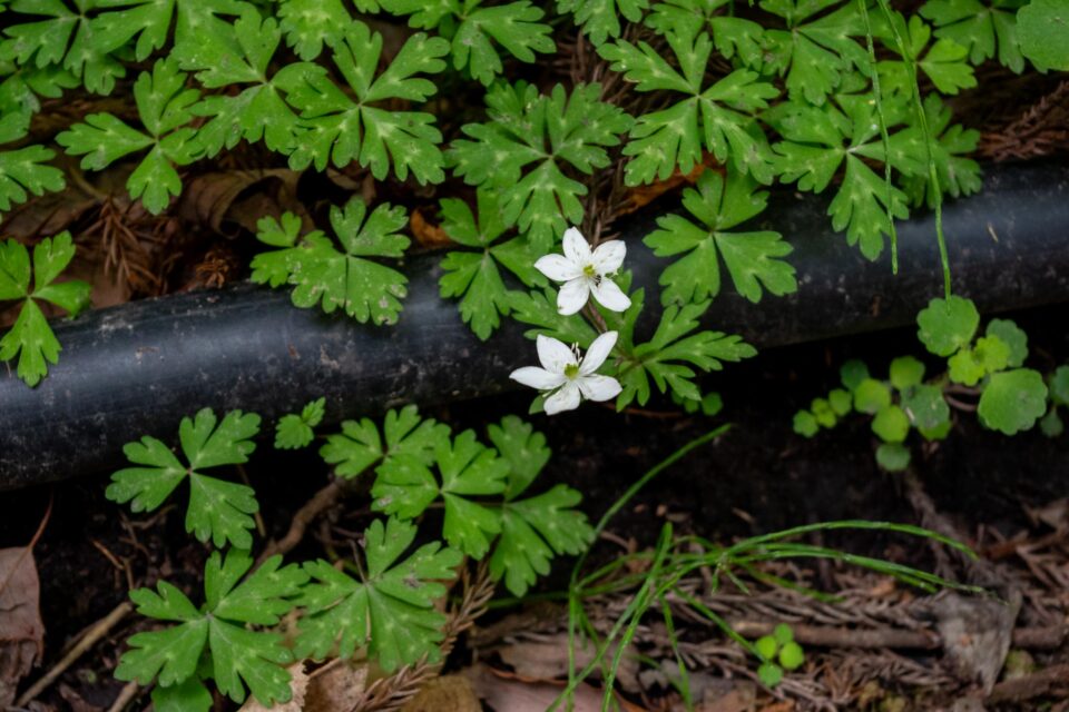 登山口の周りで花の写真撮影をしていたご夫婦からニリンソウだよと教えてもらいました。（ただ、Googleレンズさんはバイカオウレンだと言ったりイチリンソウだと言ったり、よーわからん）