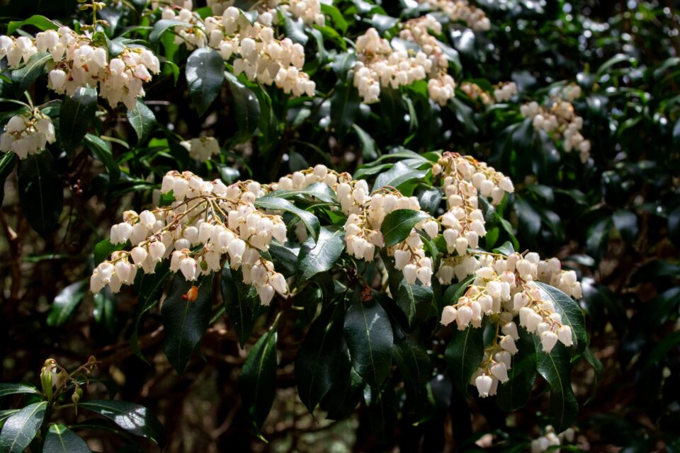 馬酔木（あせび）の花が満開