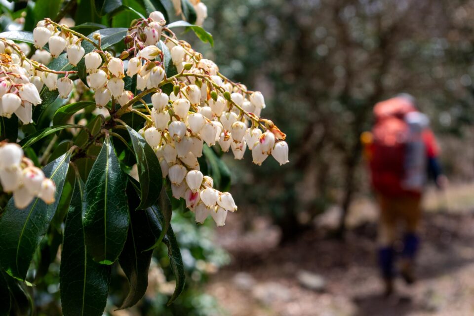この辺りから馬酔木がたくさんありました