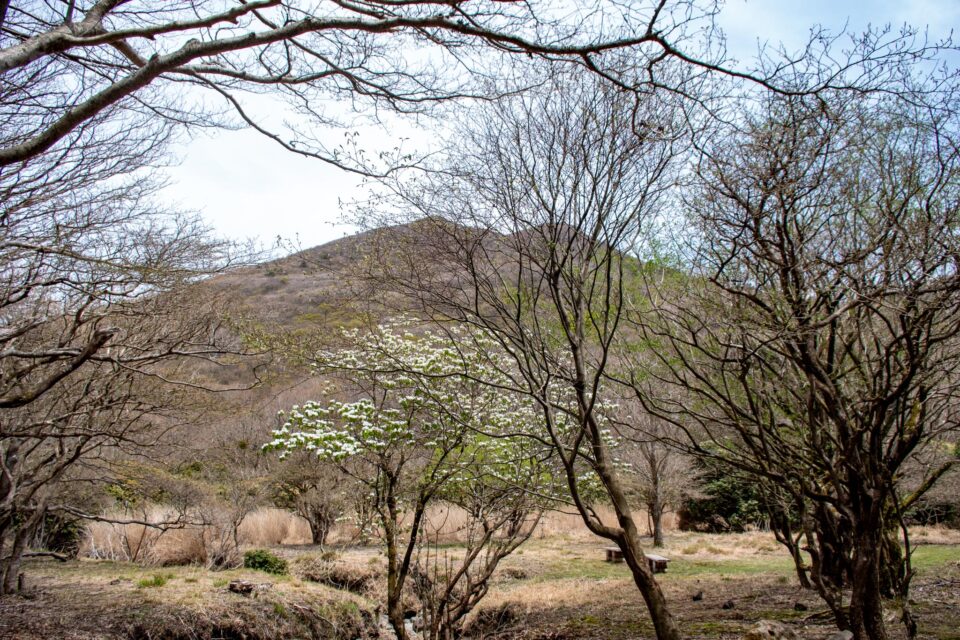 オオカメノキと後ろに平治岳かな？