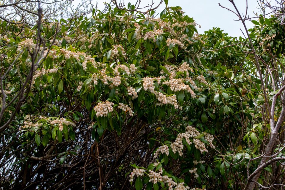 また馬酔木の木がたくさんあるなーと思ったら