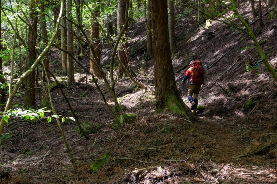このルートは坊がつるに出るまで基本的に木陰